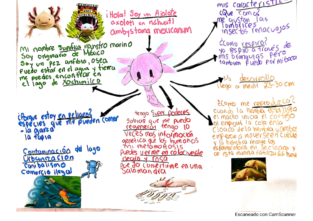 Ajolote Mexicano Mapa Conceptual Mapashibaswap