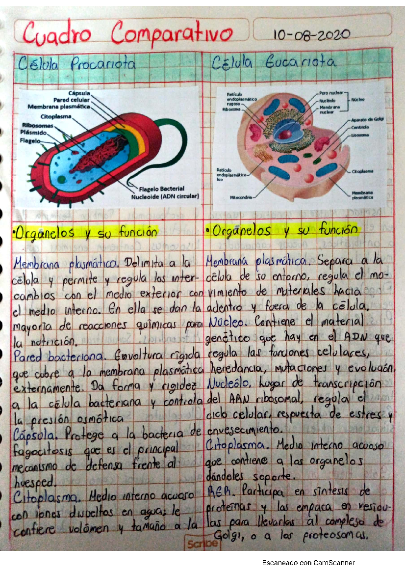 Cuadros Comparativos Entre Clula Procariota Y Eucariota