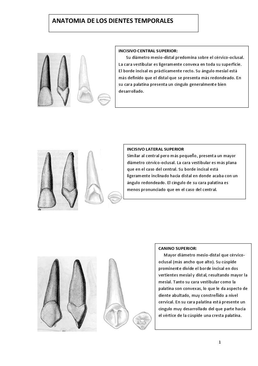 T 2 Anatomia Especifica Pdf Docer Com Ar