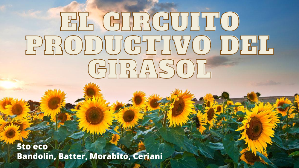 Circuito productivo del Girasol - pdf 