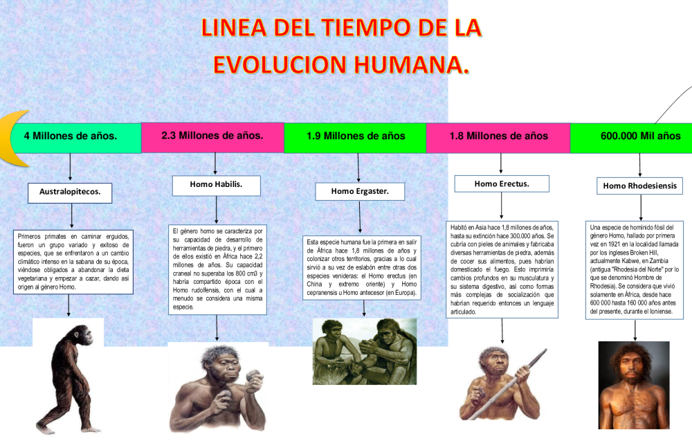 Linea Del Tiempo Evolucion Humana All In One Photos Sexiz Pix