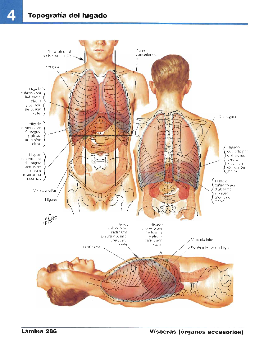 anatomia de gardner pdf printer