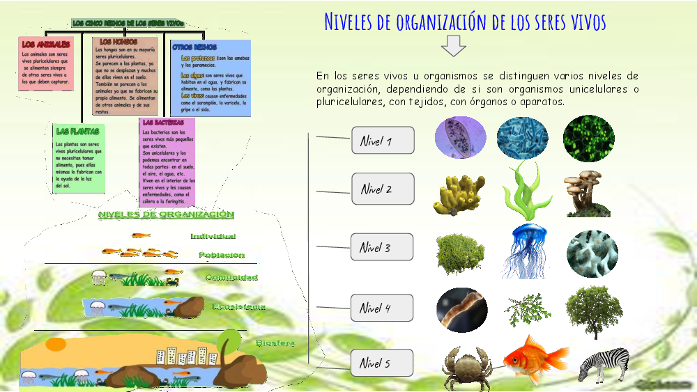 Niveles de organización de los seres vivos pdf