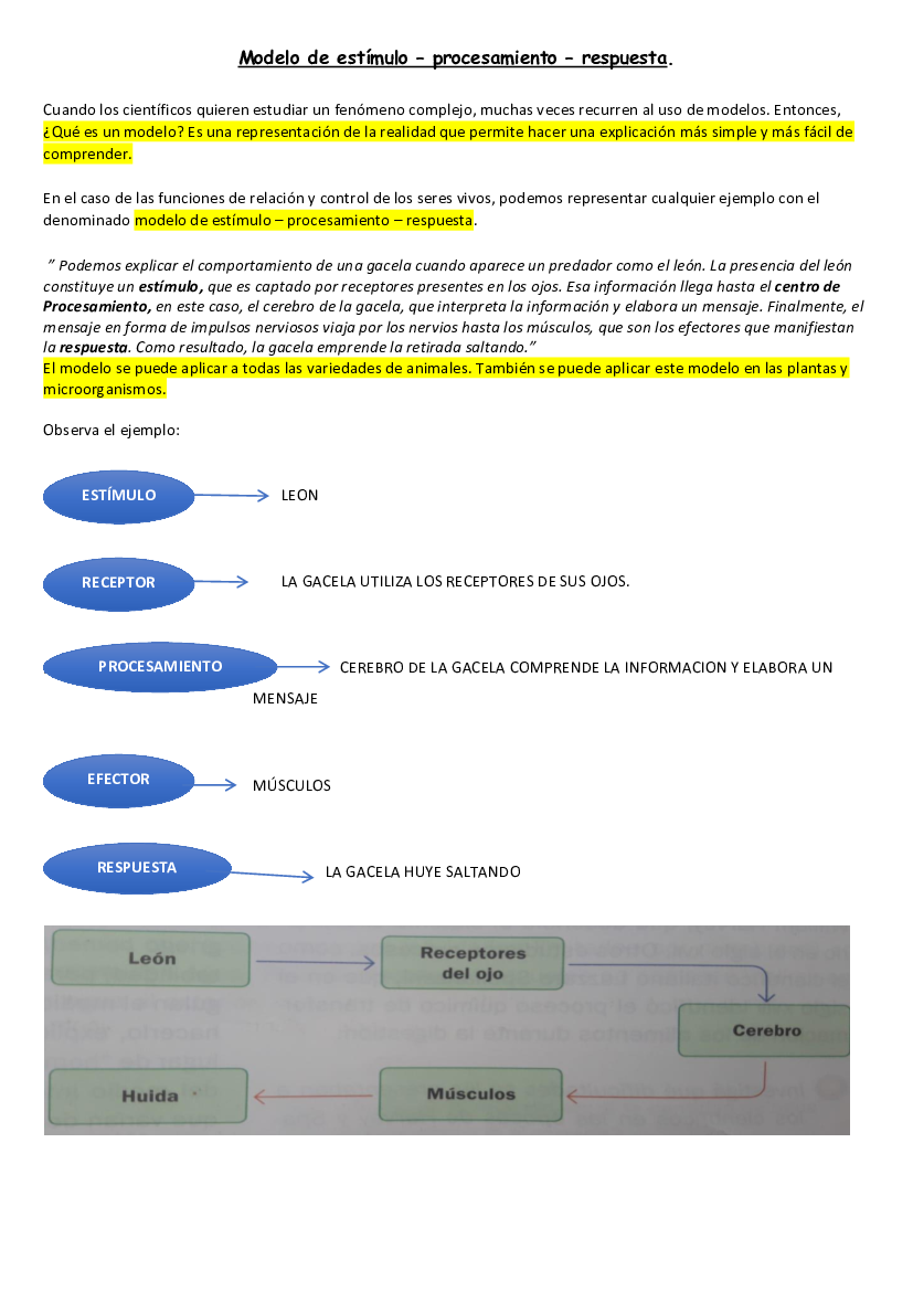 Alexia Perez - TP5 Modelo de estímulo procesamiento respuesta ad - pdf  