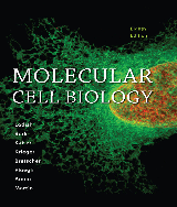 Molecular Cell Biology - Lodish - 5 Edition - pdf 
